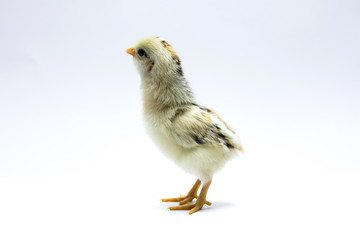 beautiful little chicken isolated on the white blackground
