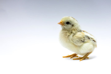 beautiful little chicken isolated on the white blackground
