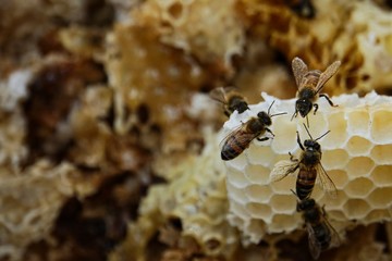 farming honey bees