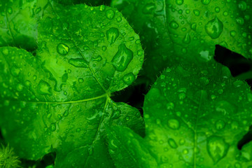 Water drops on green leaf.  Dew after rain. Close up.
