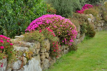 Obraz premium Magnifiques fleurs dans les pierres en Bretagne. France