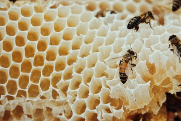 farming honey bees