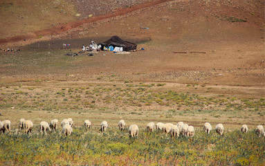 Sheep pasturing in front of a traditional yurt with a woman in a white dress in Morocco.