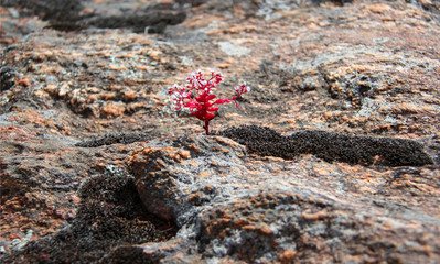 Red plant growing between massive rocks.