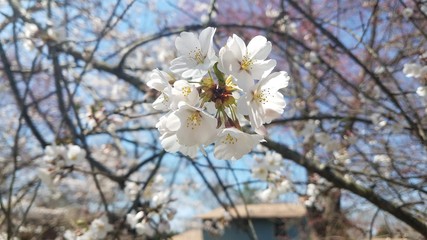 cherry tree blossom in spring