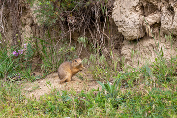 Ein Ziesel vor einer Sandwand beim graben eines Erdbaus
