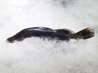 Obraz premium Fresh Snapper on Ice