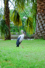 Openbill stork Standing on the grass.