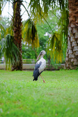 Openbill stork Standing on the grass.