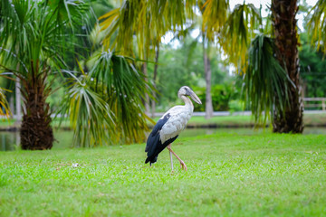 Openbill stork Standing on the grass.