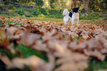 Happy border collie dog in park with carpet of autumn leaves, blurred foreground.