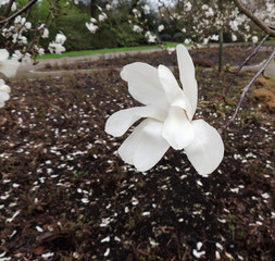 Magnolia Lebner, Magnolia × loebneri Merrill, during flowering