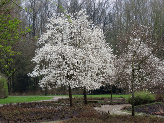 Magnolia Lebner, Magnolia × loebneri Merrill, during flowering