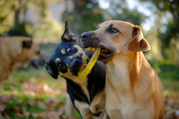 Two young black and brown dogs play tug of war with rubber dog toy in a park.