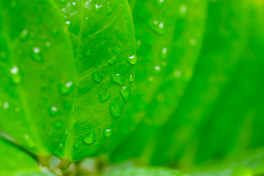 Close up pictures of water drops on leaves.
