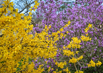 Forsythia bloom in a spring garden against the backdrop of rhododendron bushes.