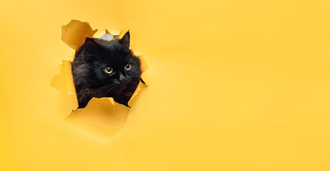 Rolgordijnen Grappige zwarte kat kijkt door een gescheurd gat in geel papier. Stoute huisdieren en ondeugende huisdieren. Kiekeboe. Ruimte kopiëren. © shchus