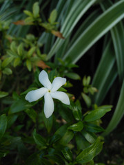 white flower in the garden