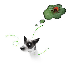 dog  with fleas, ticks or insects