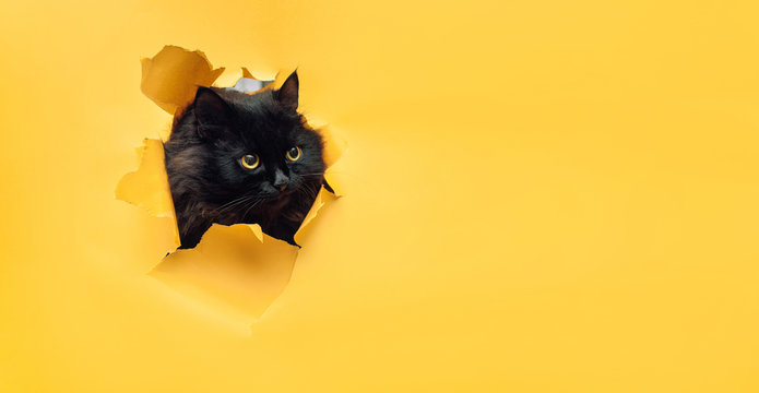 Funny black cat looks through ripped hole in yellow paper. Naughty pets and mischievous domestic animals. Peekaboo. Copy space.