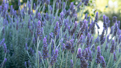 Lavender garden