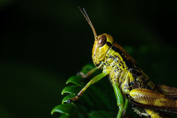 grasshopper on a leaf in black backgorund