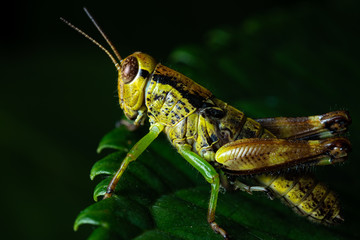 grasshopper on a leaf in black backgorund
