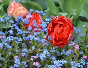 Tulips and Forget-Me-Nots on the flowerbed.