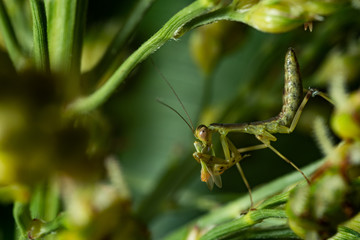close up mantis larvae eating bag on sorghum flower