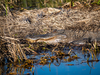Alligator taking sun and relaxing in water