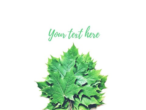 Flat lay stock photo green maple leaves isolated on a white background. Nature mockup. Free space for text