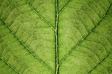 Naklejka na ściany i meble leaf close up in the detail