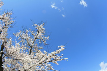 桜　青空　雲