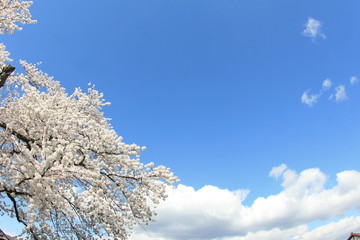 桜　青空　雲