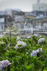 vibrant hydrangea flowers blossom