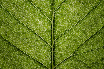 leaf close up in the detail