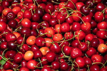 Fresh cherries in a farmer agricultural open air market, seasonal healthy food. Concept of biological, bio products, bio ecology, grown by yourself, vegetarians
