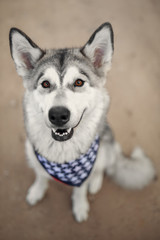 Alaskan Malamute celebrates Independence Day