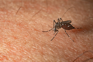 mosquito on a human skin sucking blood