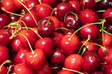 Fresh cherries in a farmer agricultural open air market, seasonal healthy food. Concept of biological, bio products, bio ecology, grown by yourself, vegetarians