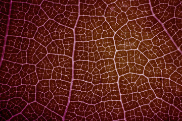 Obraz premium leaf close up in the detail