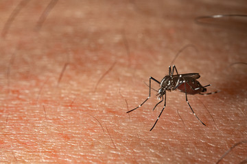 mosquito on a human skin sucking blood