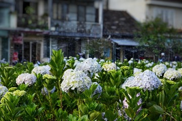 vibrant hydrangea flowers blossom