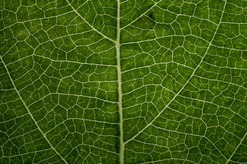 leaf close up in the detail