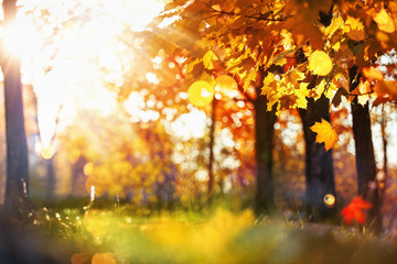 Fall Scene. Bokeh effect. Trees and Leaves in Sunlight Rays