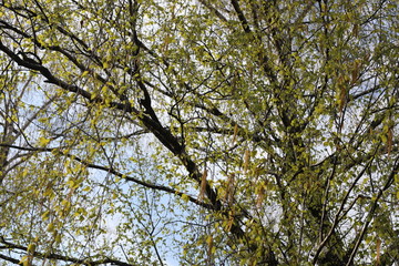 tree with leaves in the sky
