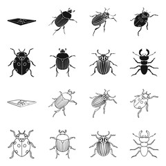 Isolated object of insect and beetle symbol. Set of insect and halloween stock vector illustration.