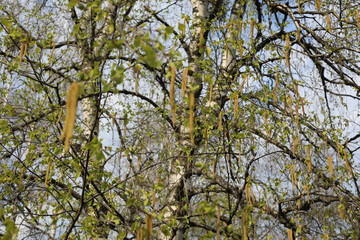 tree in the spring