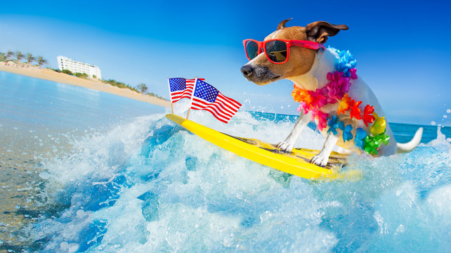 surfer dog  at the beach