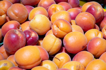 Fresh apricots in a farmer agricultural open air market, seasonal healthy food. Concept of biological, bio products, bio ecology, grown by yourself, vegetarians